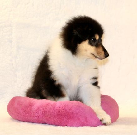 Colliewelpen Langhaar aus liebevoller Aufzucht seit 2009