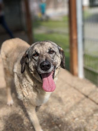 Dina – alte Dame sucht Herz zum Erobern