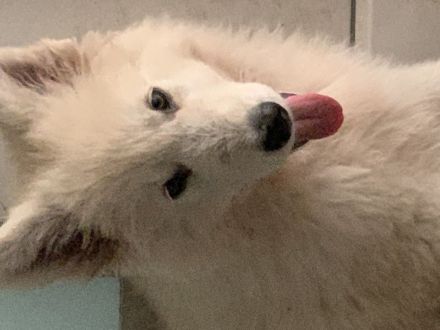 Welpe weiser Schäferhund