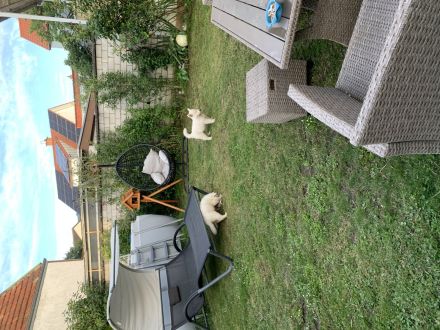 Welpe weiser Schäferhund