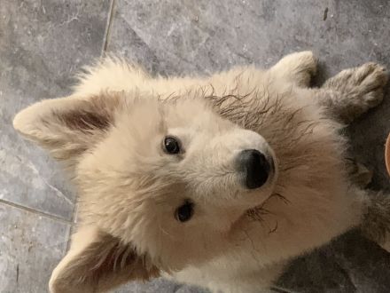 Welpe weiser Schäferhund