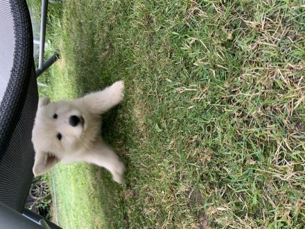 Welpe weiser Schäferhund