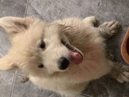 Welpe weiser Schäferhund