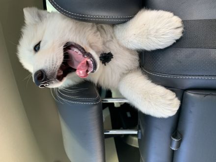 Welpe weiser Schäferhund