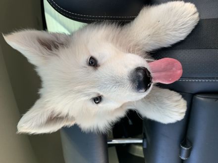 Welpe weiser Schäferhund