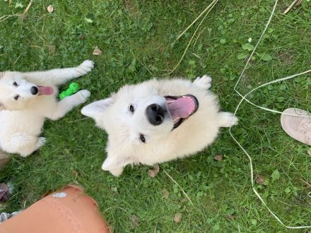 Welpe weiser Schäferhund
