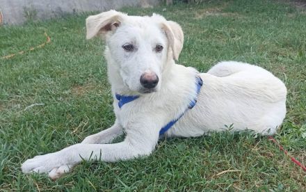 Snow - wartet darauf die Welt zu entdecken