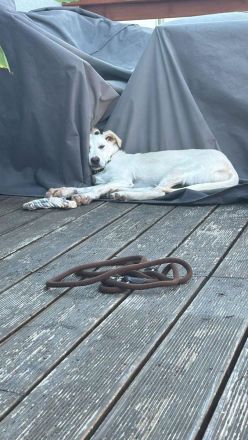 Snow - wartet darauf die Welt zu entdecken