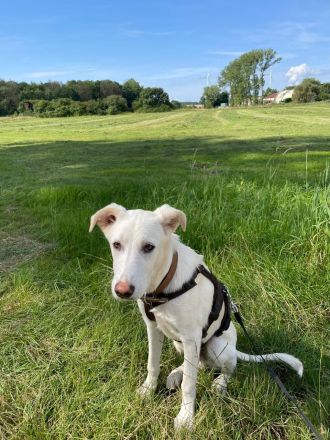 Snow - wartet darauf die Welt zu entdecken