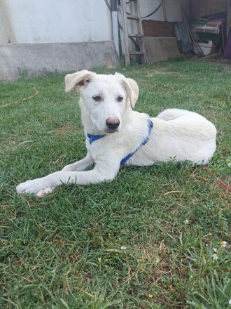 Snow - wartet darauf die Welt zu entdecken