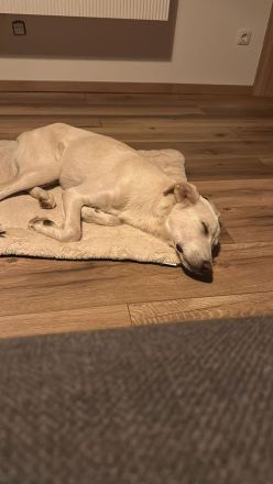 Snow - wartet darauf die Welt zu entdecken