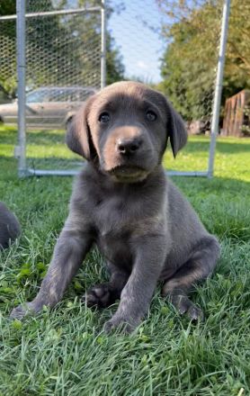 Süße Labrador Welpen