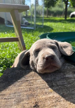 Süße Labrador Welpen