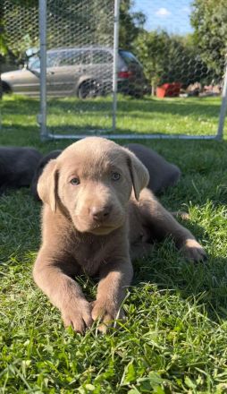 Süße Labrador Welpen