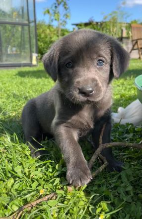 Süße Labrador Welpen