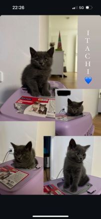 Britisch Kurzhaar Kitten (12 Wochen) abzugeben