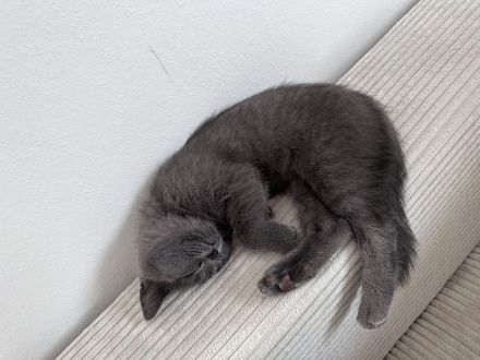 Britisch Kurzhaar Kitten (12 Wochen) abzugeben