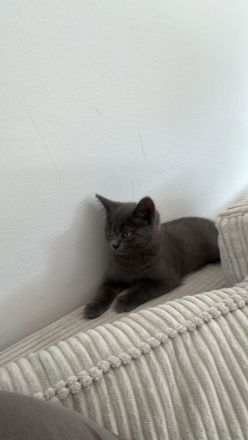 Britisch Kurzhaar Kitten (12 Wochen) abzugeben