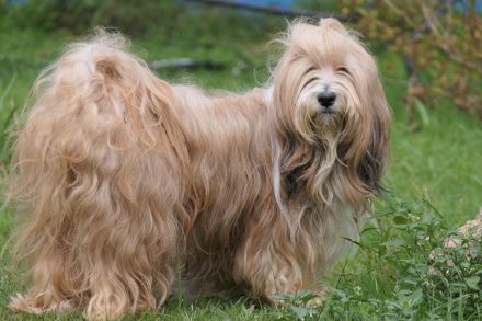 Tibet Terrier Welpe Mädchen mit Papiere