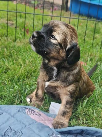 Tibet Terrier Welpe Mädchen mit Papiere