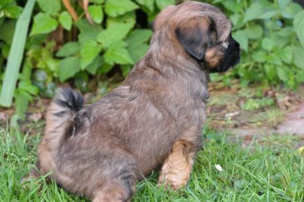 Tibet Terrier Welpe Mädchen mit Papiere