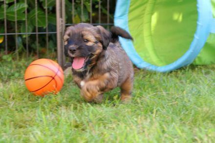 Tibet Terrier Welpe Mädchen mit Papiere