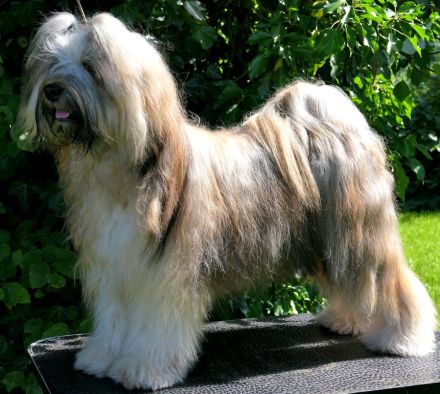 Tibet Terrier Welpe Mädchen mit Papiere