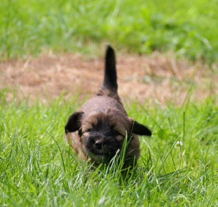Tibet Terrier Welpe Mädchen mit Papiere