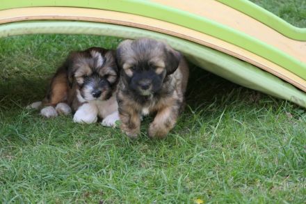 Tibet Terrier Welpe Mädchen mit Papiere