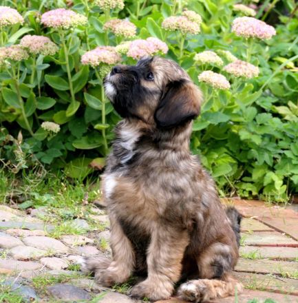 Tibet Terrier Welpe Mädchen mit Papiere