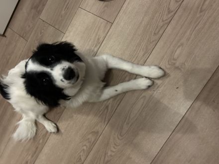 chico sucht ein neues zuhause