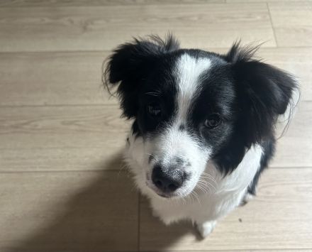 chico sucht ein neues zuhause