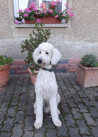 Border,- Aussidoodle