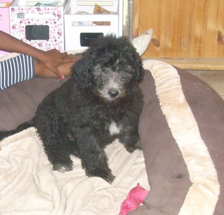 Border,- Aussidoodle