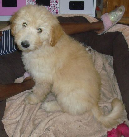 Border,- Aussidoodle