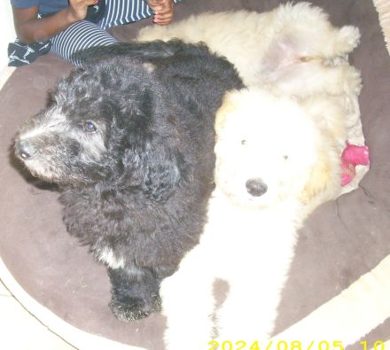 Border,- Aussidoodle