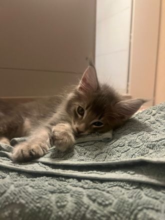 Main Coon Kitten - dringend Abzugeben