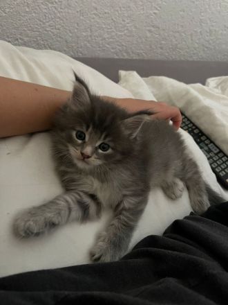 Main Coon Kitten - dringend Abzugeben