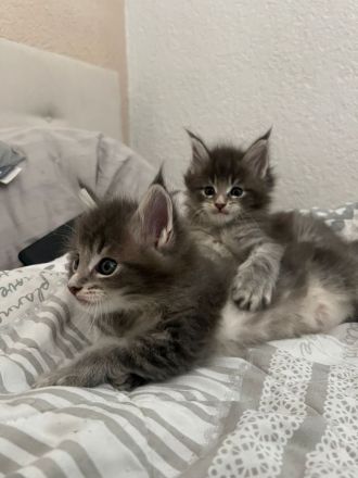 Main Coon Kitten - dringend Abzugeben