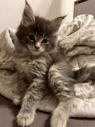 Main Coon Kitten - dringend Abzugeben