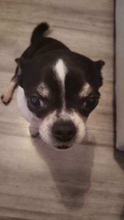 Chihuahua Jack russel mischling