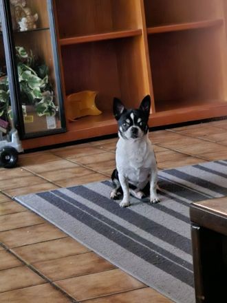 Chihuahua Jack russel mischling
