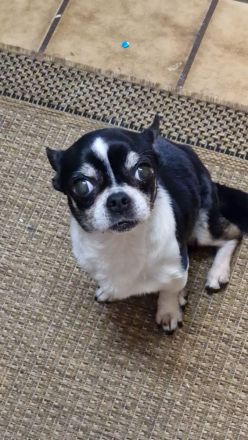 Chihuahua Jack russel mischling