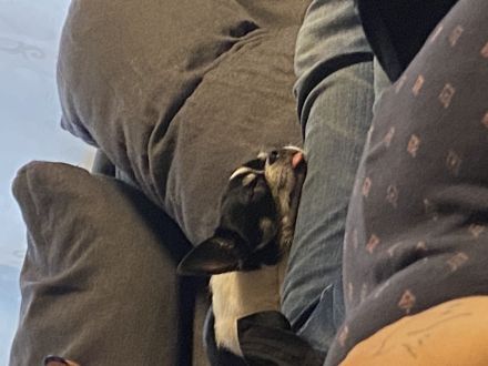 Chihuahua Jack russel mischling