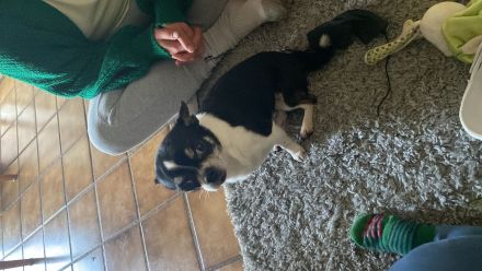 Chihuahua Jack russel mischling