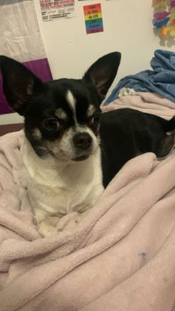 Chihuahua Jack russel mischling