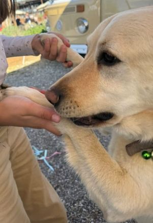 Leonardo, geb. ca.07/2019, lebt auf einer Pflegestelle in 53879 Euskirchen