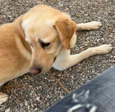 Leonardo, geb. ca.07/2019, lebt auf einer Pflegestelle in 53879 Euskirchen