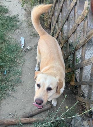 Leonardo, geb. ca.07/2019, lebt auf einer Pflegestelle in 53879 Euskirchen