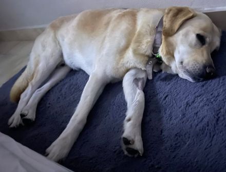 Leonardo, geb. ca.07/2019, lebt auf einer Pflegestelle in 53879 Euskirchen